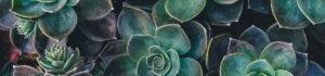 succulents logo blog di mario domina su wordpress